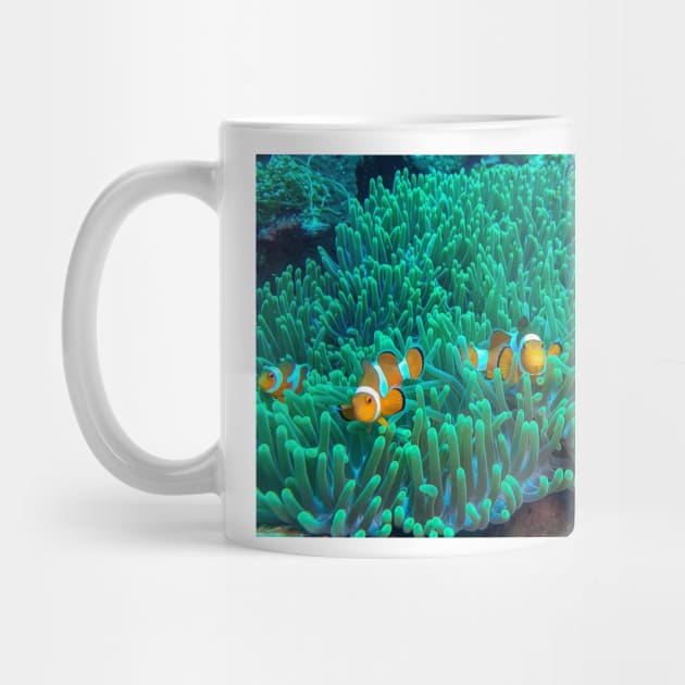 Clownfish in the Sea Anemone by likbatonboot